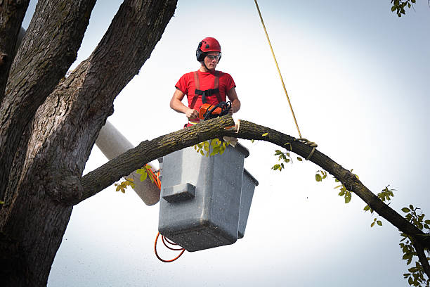 Best Hedge Trimming  in Cortland, OH