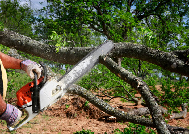 Trusted Cortland, OH  Tree Services Experts